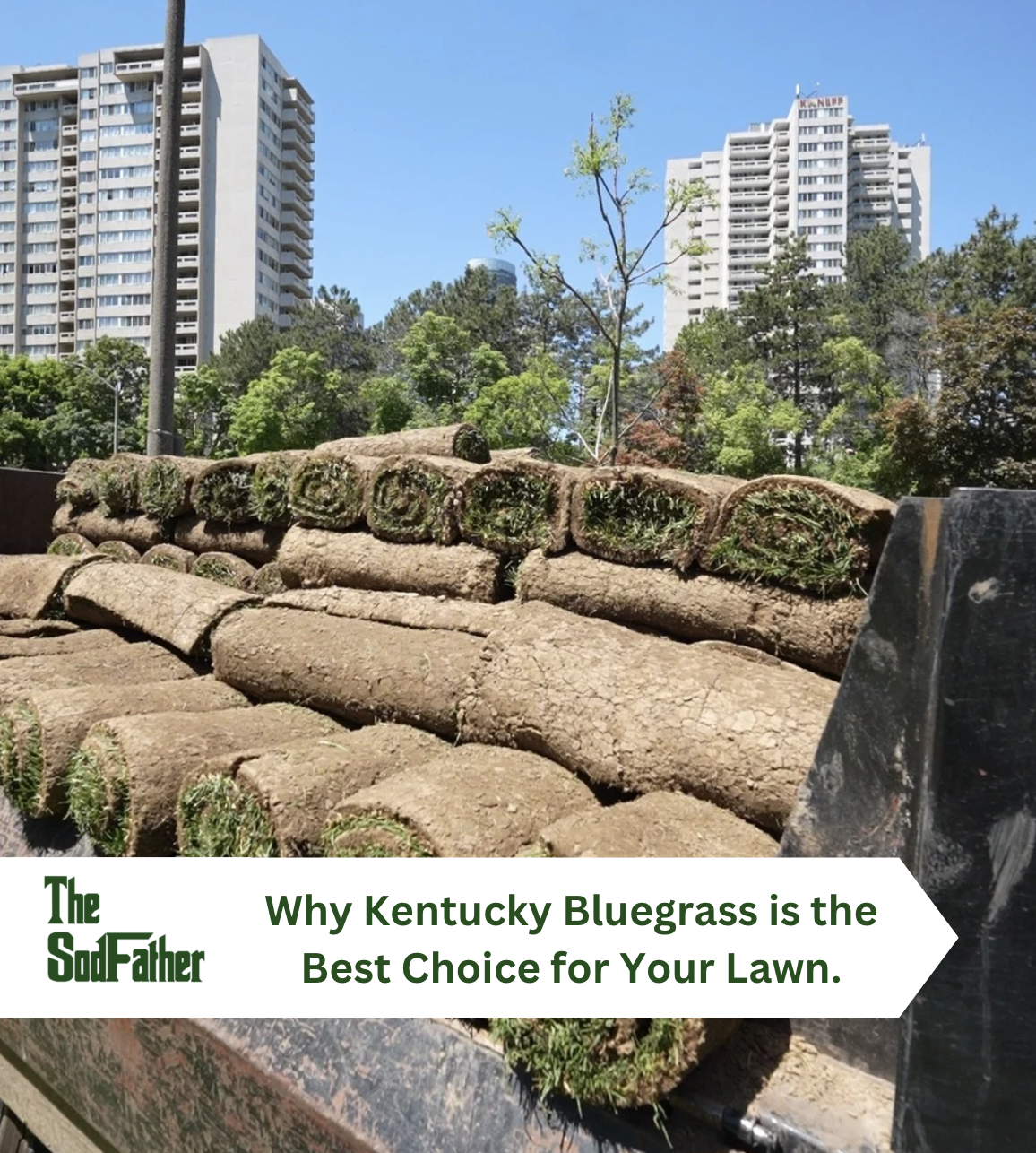 Kentucky Blue grass sod installation oakville, mississauga